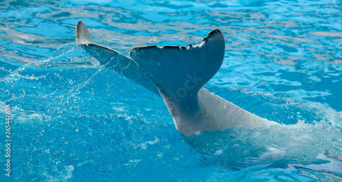 Tail of a big white dolphin in the pool