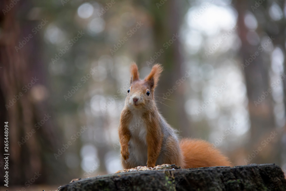 Obraz premium Red squirrel in forest. Sciurus vulgaris. Czech Republic.