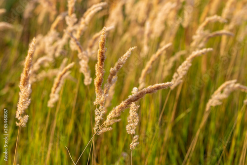 Spikes on the grass in nature as a background