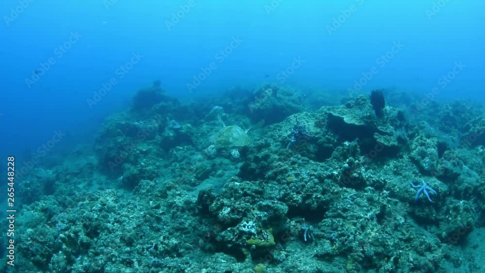 Sea turtle - Hawksbill turtle - Eretmochelys imbricata. Swimming in the ocean. Tulamben, Bali, Indonesia. Sea turtle - Hawksbill turtle - Eretmochelys imbricata. Swimming in the ocean. Tulamben, Bali, Indonesia.