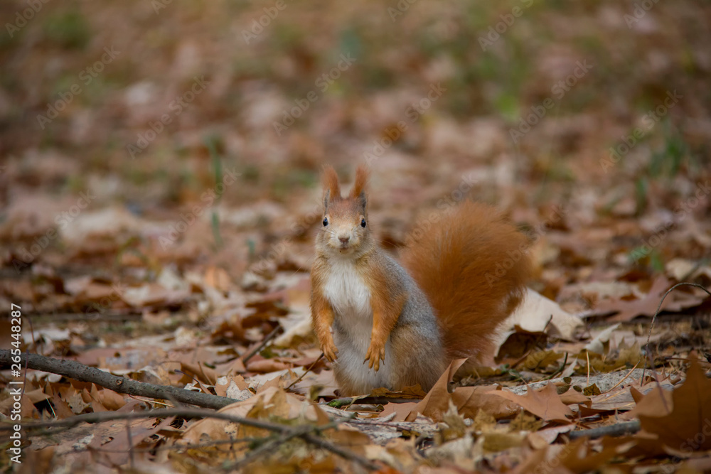 Posing red squirrel in autumn forest. Sciurus vulgaris. Czech Republic. Posing red squirrel in autumn forest. Sciurus vulgaris. Czech Republic.