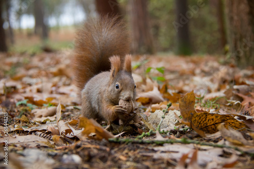 Red squirrel with a nut in autumn leaves. Sciurus vulgaris. Czech Republic.