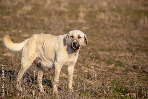 Portrait of a dog on the grass in spring