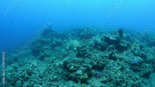 Wallpaper Mural Sea turtle - Hawksbill turtle - Eretmochelys imbricata. Swimming in the ocean. Tulamben, Bali, Indonesia.  Torontodigital.ca