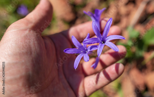 Blue flower in hand in spring steppe
