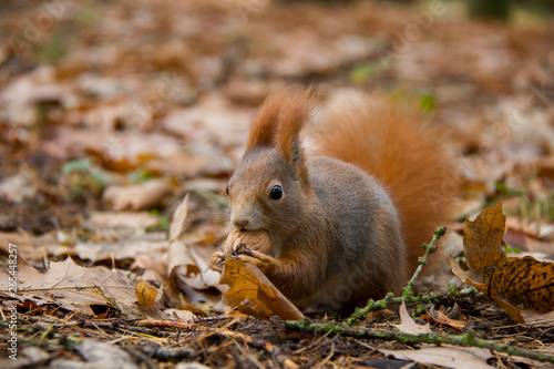 Red squirrel in autumn forest. Sciurus vulgaris. Czech Republic.