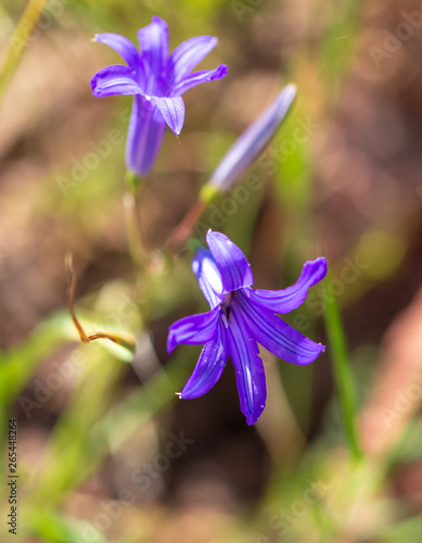 Blue flower in the spring steppe