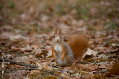 Posing red squirrel in autumn forest. Sciurus vulgaris. Czech Republic.