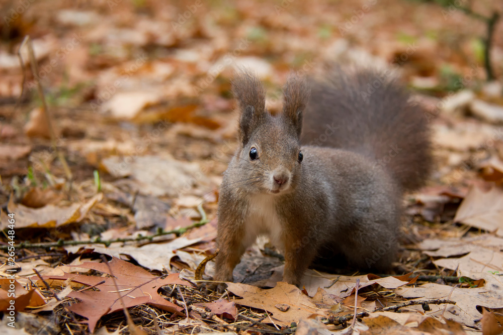 Red squirrel in autumn park. Sciurus vulgaris. Czech Republic. Red squirrel in autumn park. Sciurus vulgaris. Czech Republic.