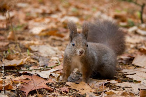 Red squirrel in autumn park. Sciurus vulgaris. Czech Republic.
