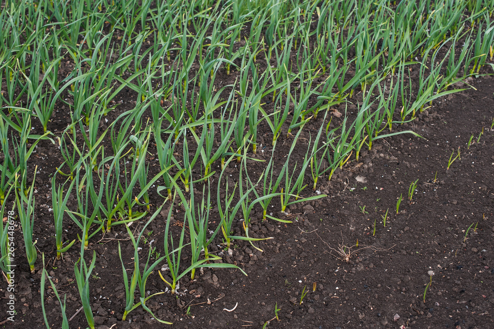 Garlic grows. Young garlic plants in the field, agricultural background. Feathers green onion and garlic are growing in the garden. Spring harvest. Rows in the ground. Beds with garlic in spring. Garlic grows. Young garlic plants in the field, agricultural background. Feathers green onion and garlic are growing in the garden. Spring harvest. Rows in the ground. Beds with garlic in spring.