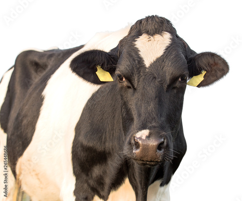 cow isolated on a white background