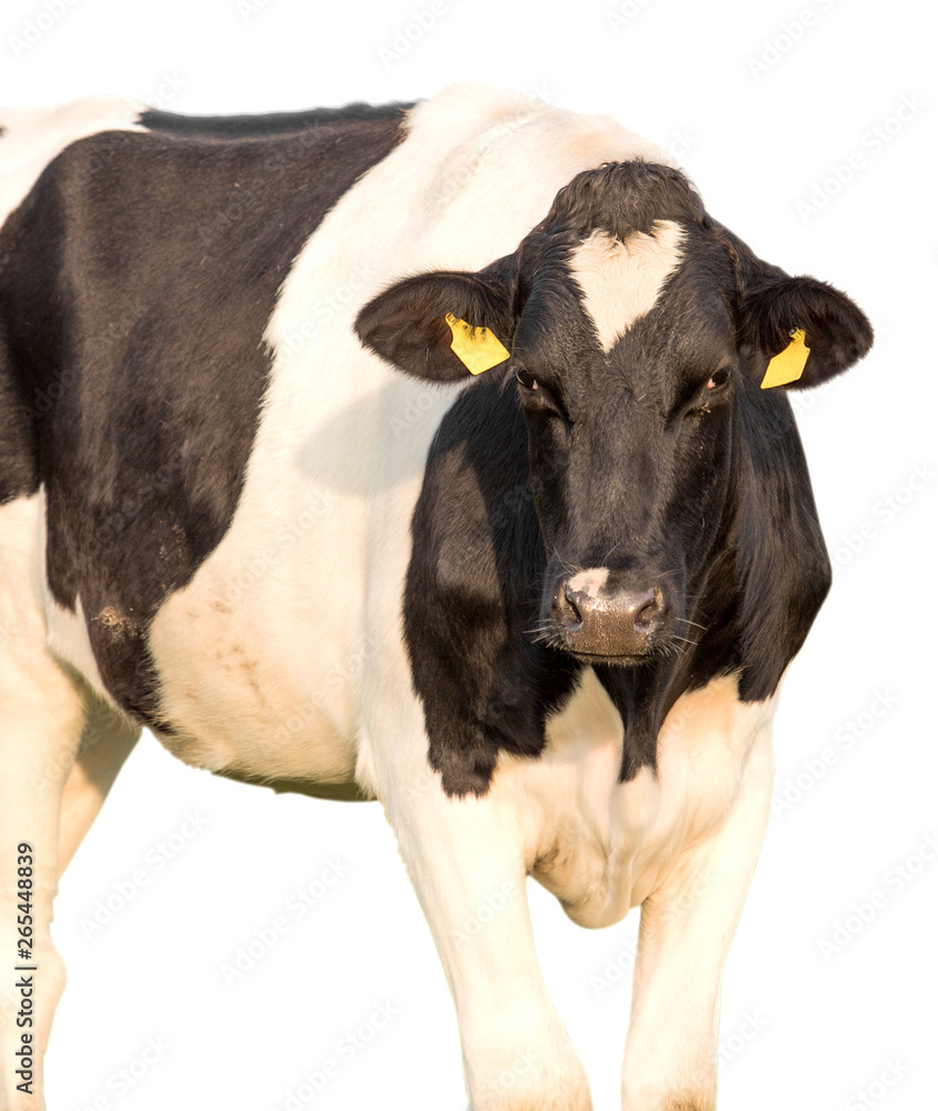 cow isolated on a white