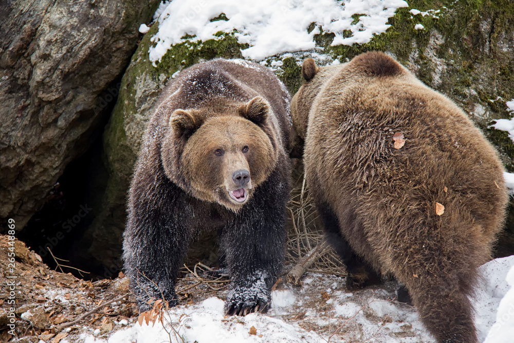 Obraz premium Brown bear siblings Ursus arctos. Bavarian Forest National Park.