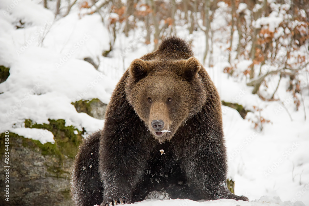 Brown bear in winter forest. Ursus arctos. Bavarian Forest National Park. Brown bear in winter forest. Ursus arctos. Bavarian Forest National Park.