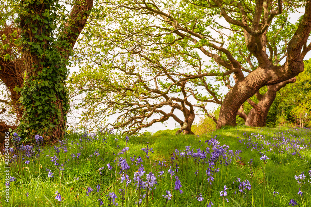 Fototapeta premium Landscape in bloom
