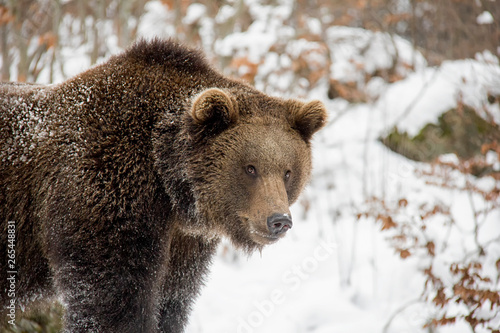 Portrait of brown bear. Ursus arctos. Bavarian Forest National Park.