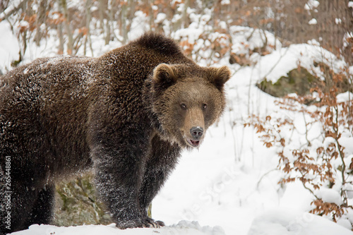Brown bear in winter forest. Ursus arctos. Bavarian Forest National Park.