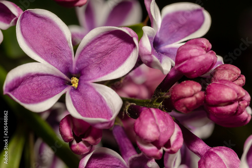 Lilac macro