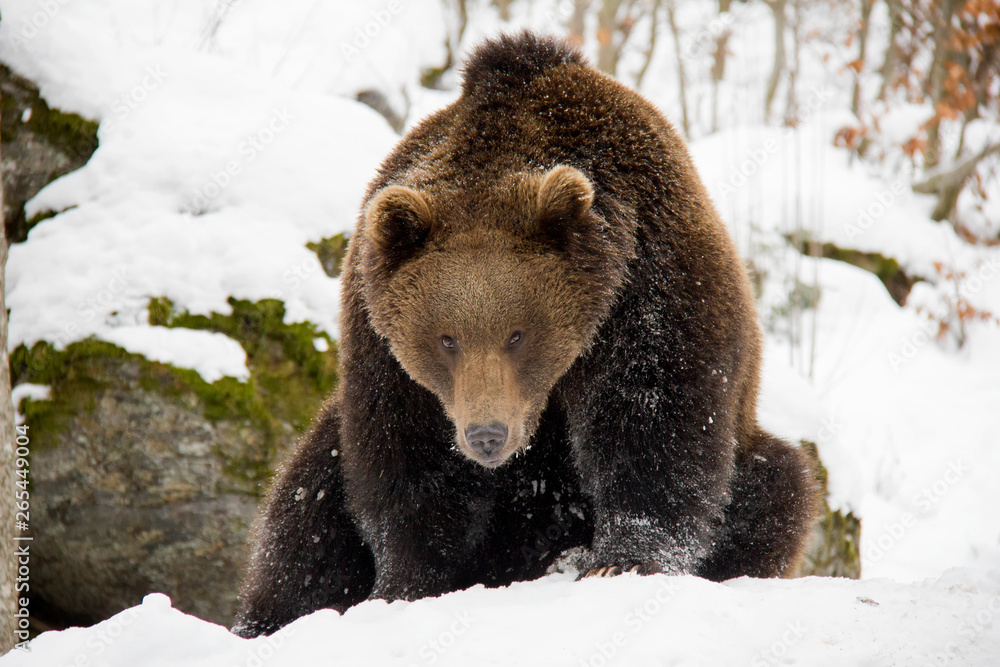 Obraz premium Brown bear on the rock. Ursus arctos. Bavarian Forest National Park.