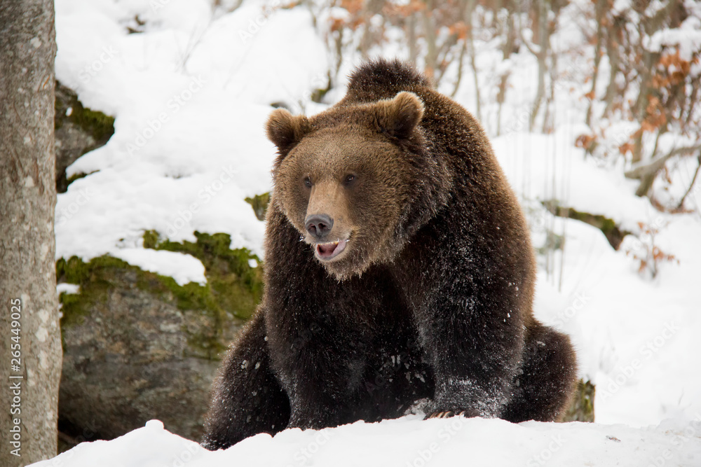 Brown bear sitting on the rock. Ursus arctos. Bavarian Forest National Park. Brown bear sitting on the rock. Ursus arctos. Bavarian Forest National Park.
