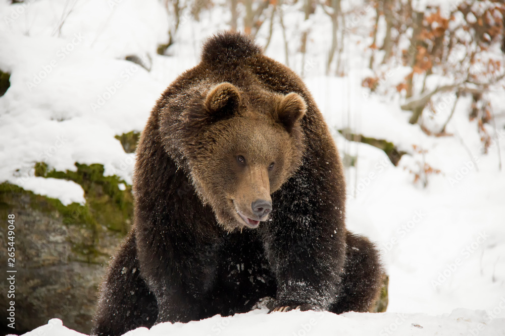 Fototapeta premium Brown bear. Ursus arctos. Bavarian Forest National Park.