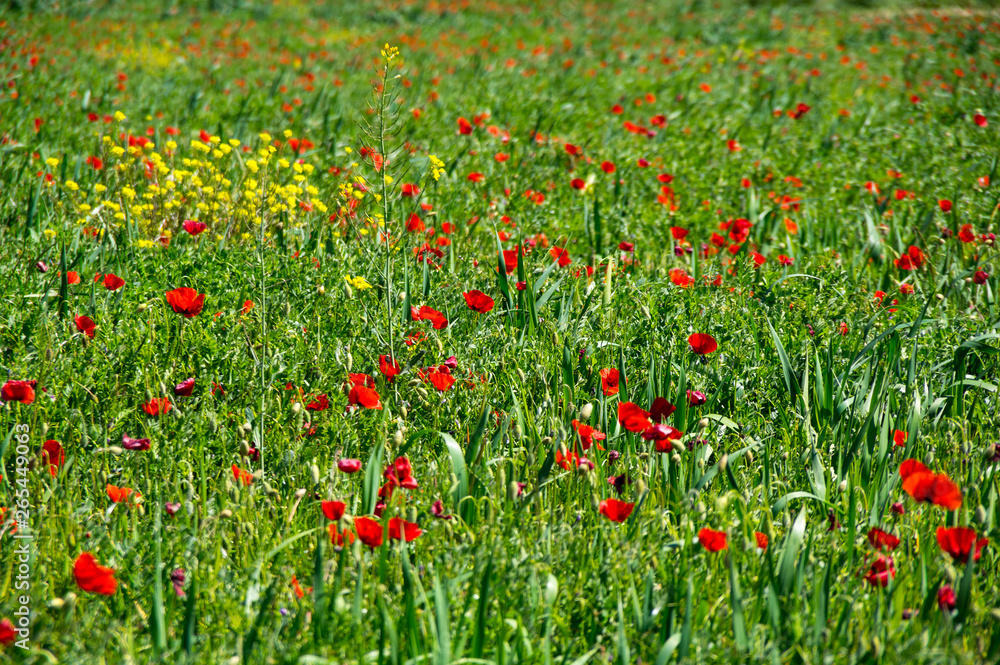 Field of blooming poppies