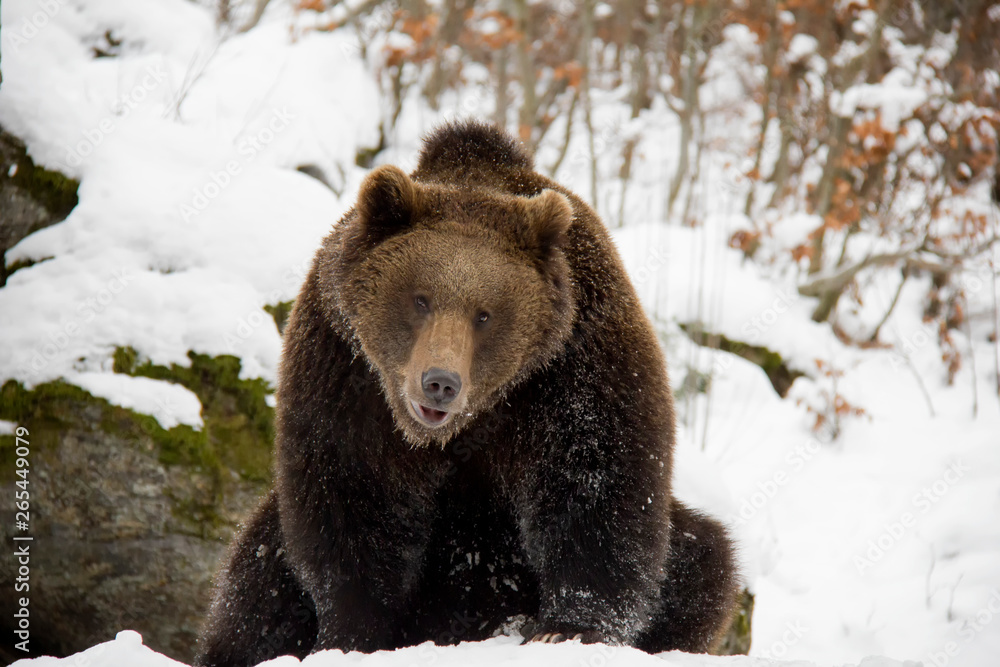 Fototapeta premium Brown bear sitting on the rock. Ursus arctos. Bavarian Forest National Park.