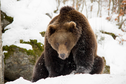Brown bear in winter. Ursus arctos. Bavarian Forest National Park.