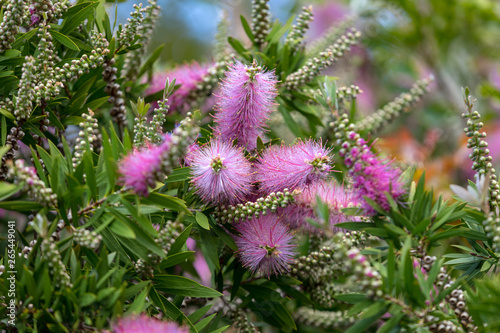 Pink flowers of Echium nervosum A good plant to entice bees and butterflies into the garden.