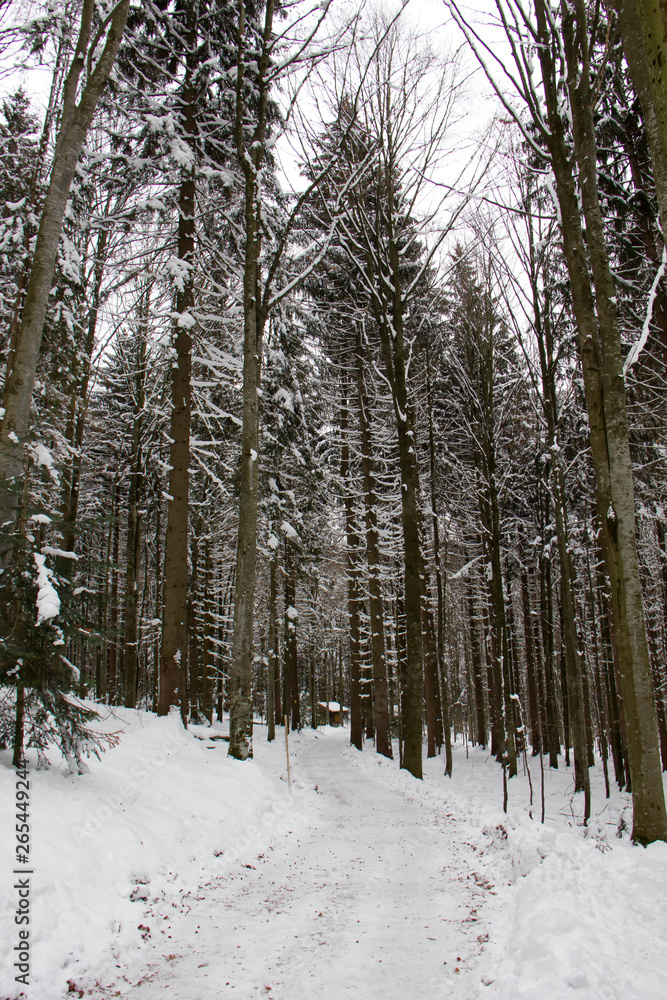 Fototapeta premium Winter in forest. Bavarian Forest National Park.