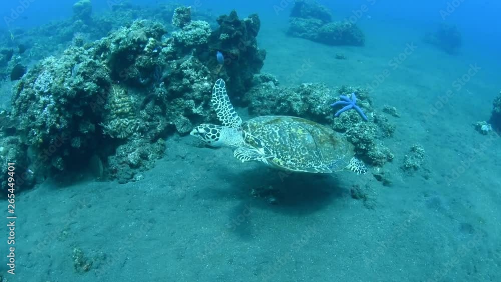 Sea turtle - Hawksbill turtle - Eretmochelys imbricata. Swimming in the ocean. Tulamben, Bali, Indonesia. Sea turtle - Hawksbill turtle - Eretmochelys imbricata. Swimming in the ocean. Tulamben, Bali, Indonesia.
