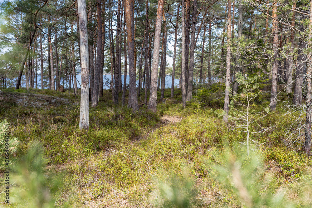 Obraz premium forest path
