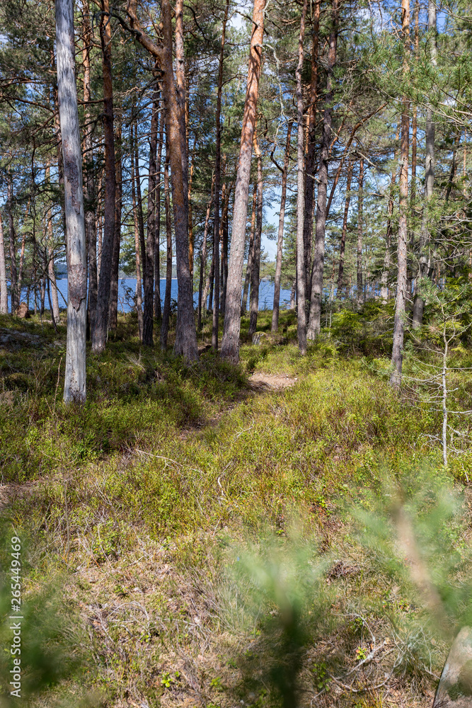 Obraz premium forest path