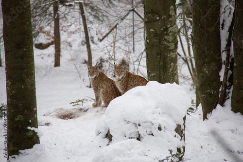 Lynx cubs in forest Lynx lynx.