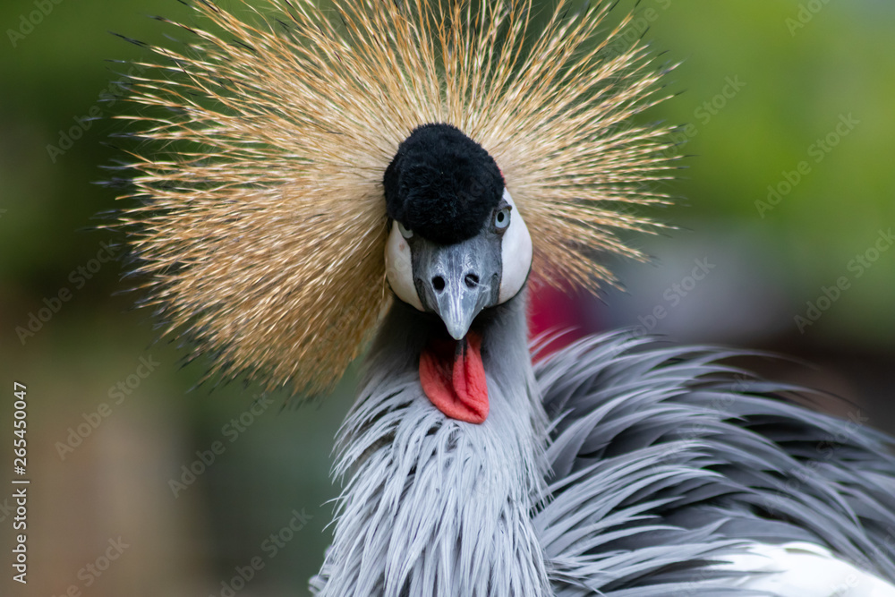 SüdafrikaKronenkranich im Portrait zeigt stolz seine prachtvolle