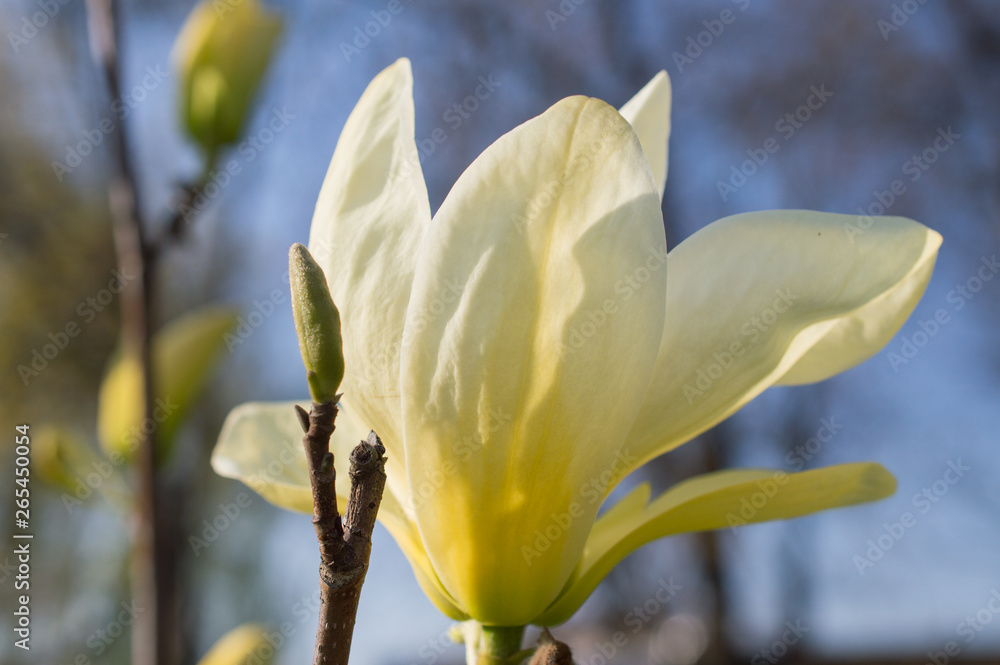 Obraz premium Kwiat żółtej magnolii