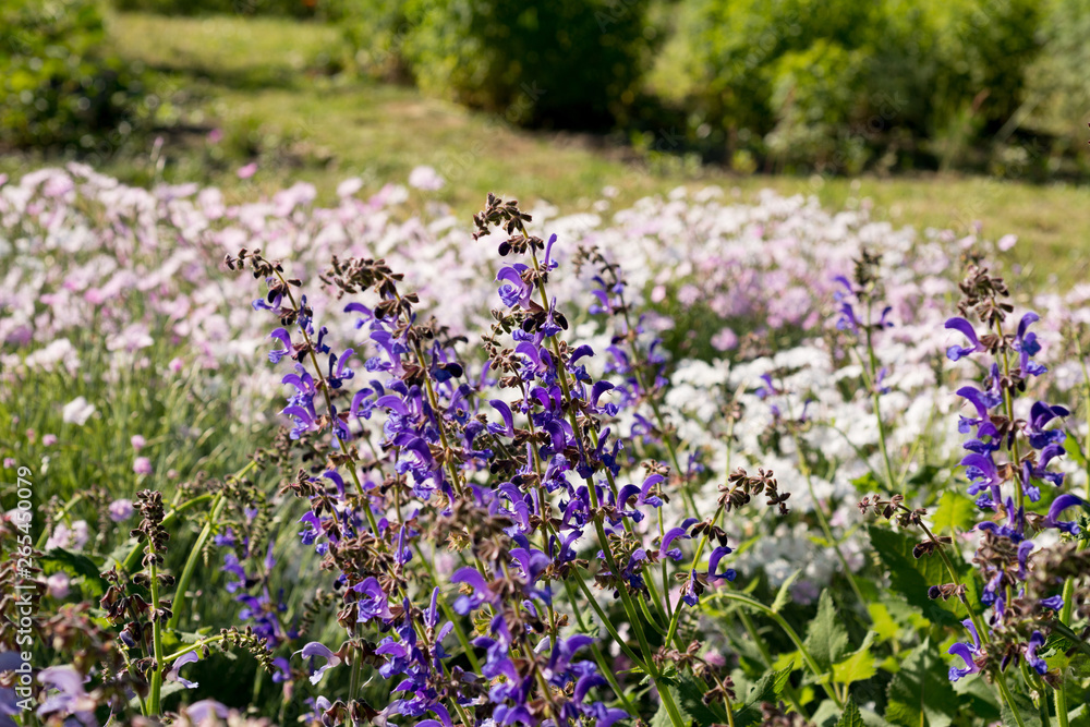 Fototapeta premium Nepeta grandiflora flower in the garden