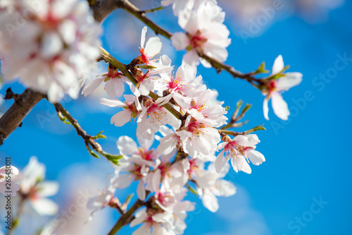 Blooming orchard. Flowering apricot tree branches