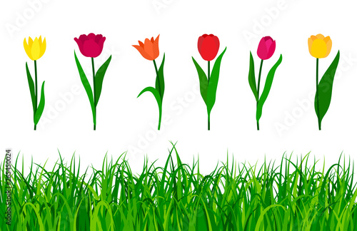 Fototapeta Naklejka Na Ścianę i Meble -  Colorful tulips with green grass isolated on white background. Vector illustration