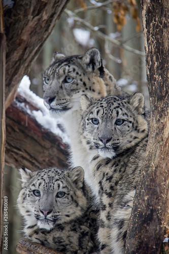 Snow leopard cubs with mother. Panthera uncia.