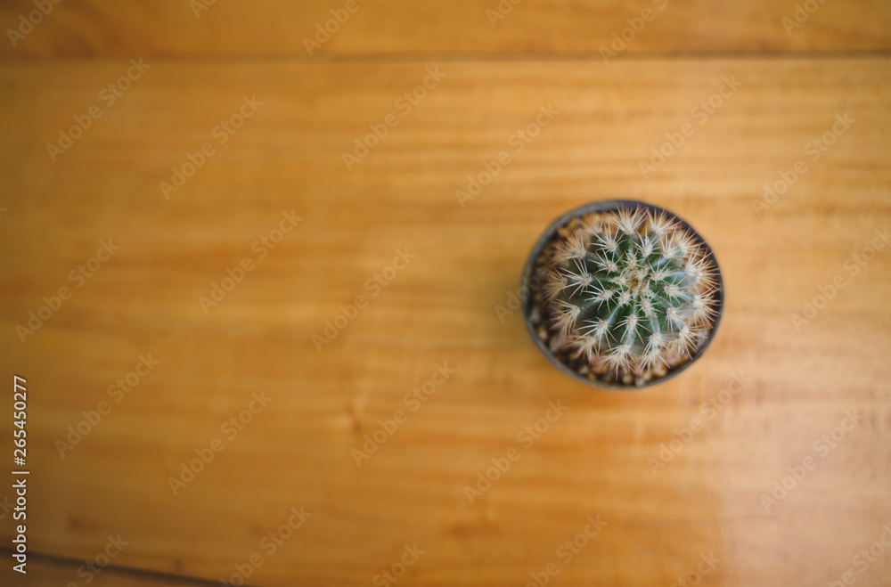 A lonely cactus in somewhere coffee cafe. A lonely cactus in somewhere coffee cafe.