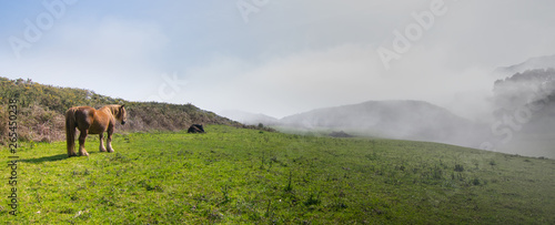 Panorámica de un caballo salvaje pastando en lo alto de un acantilado en un día con mucha niebla