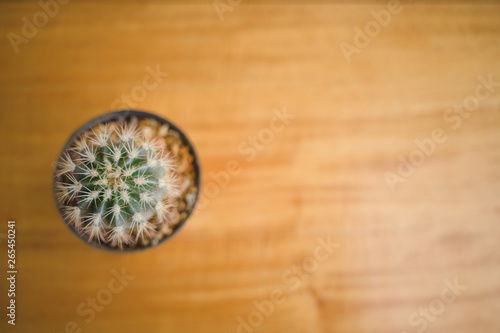 A lonely cactus in somewhere coffee cafe.