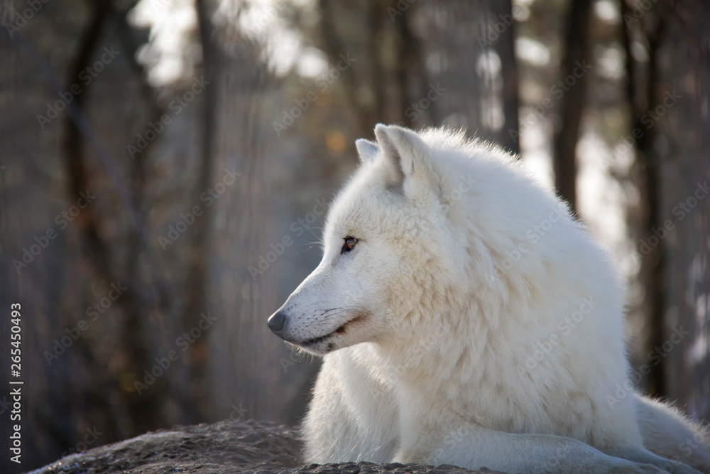 Polar wolf. in profile Canis lupus arctos.