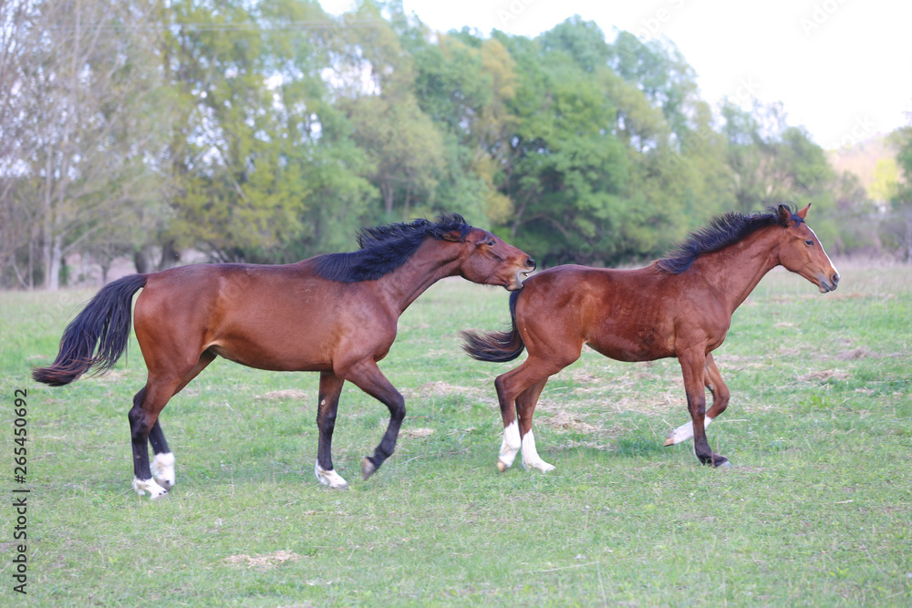 Young horses runs free together in the green at springtime Young horses runs free together in the green at springtime