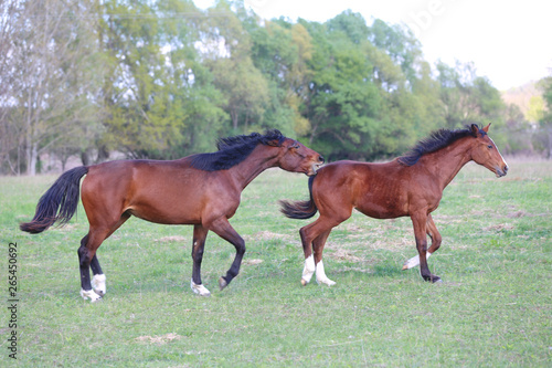 Young horses runs free together in the green at springtime