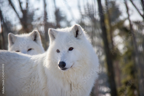 Head of arctic wolf. Canis lupus arctos.