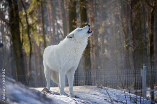 Howling wolf. Canis lupus arctos.