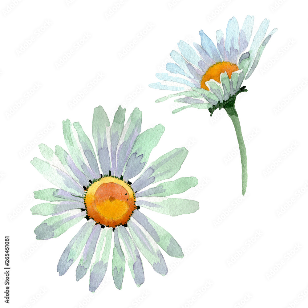 Big white chamomile floral botanical flowers. Watercolor background set. Isolated chamomile illustration element. - obrazy, fototapety, plakaty 